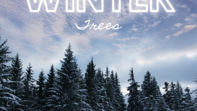 A Beginner's Guide to Identifying Trees in Winter